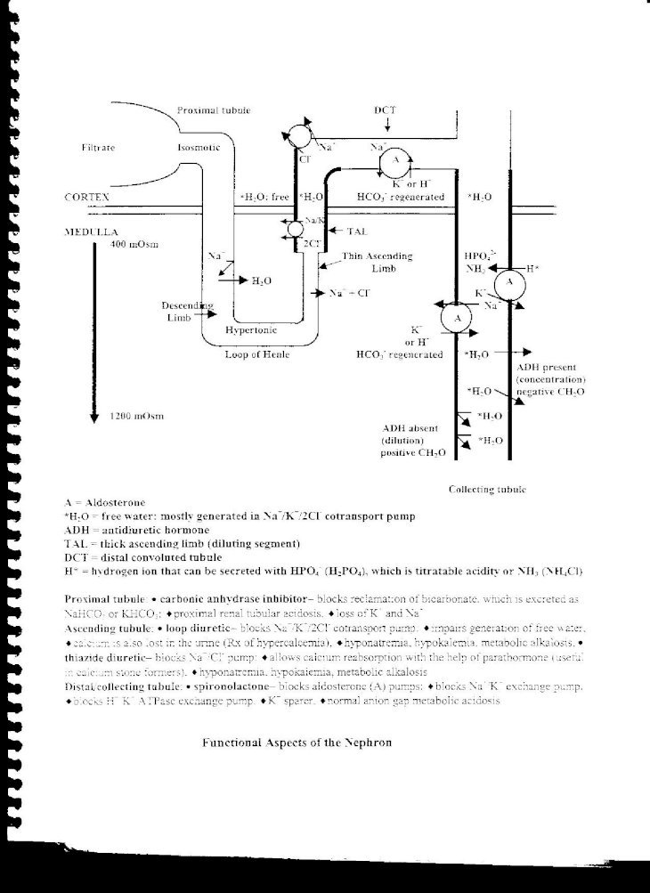high yield physiology pdf
